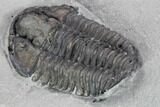 Calymene Niagarensis Trilobite - New York #99036-4